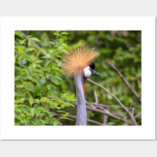 Photography of a grey crowned crane Posters and Art